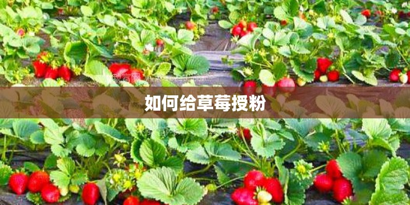 如何给草莓授粉 如何给草莓授粉