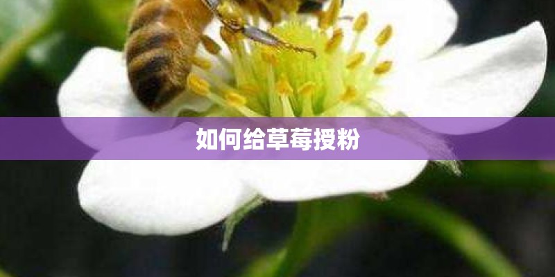 如何给草莓授粉 如何给草莓授粉