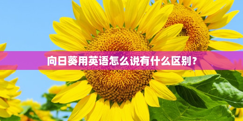 向日葵用英语怎么说有什么区别？