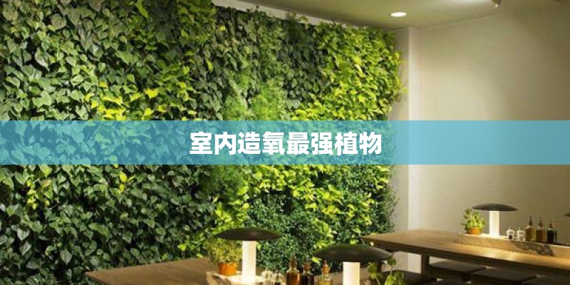 室内造氧最强植物