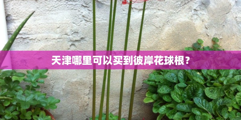 天津哪里可以买到彼岸花球根? 天津哪里可以买到彼岸花球根?
