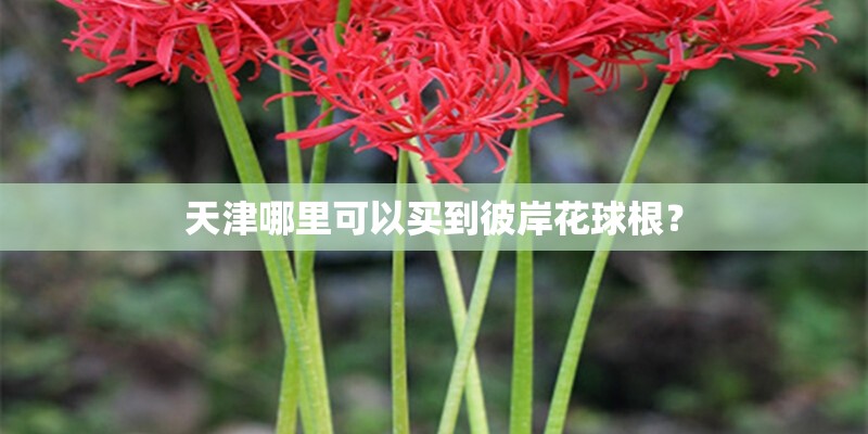 天津哪里可以买到彼岸花球根? 天津哪里可以买到彼岸花球根?