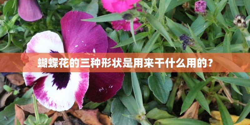 蝴蝶花的三种形状是用来干什么用的？