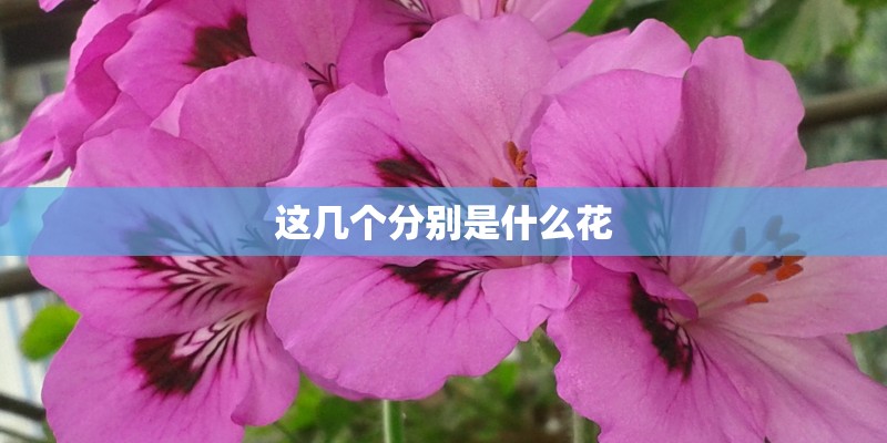 这几个分别是什么花