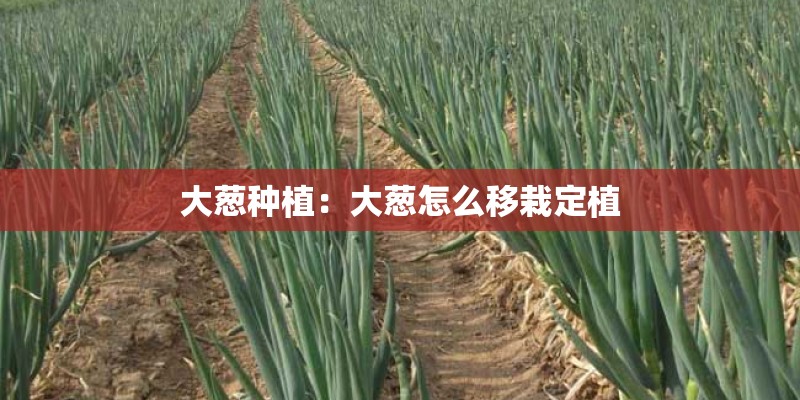 大葱种植：大葱怎么移栽定植