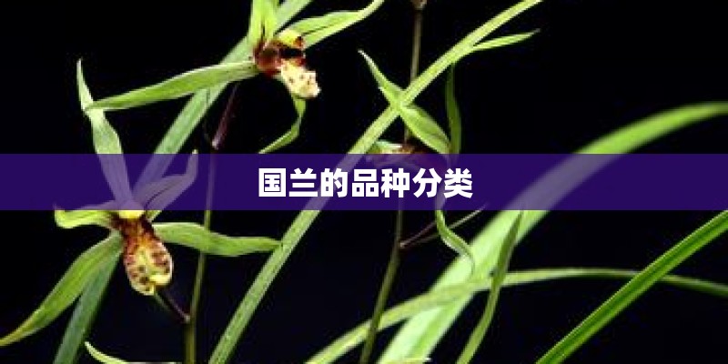 国兰的品种分类
