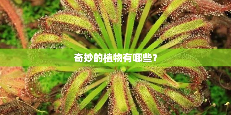 奇妙的植物有哪些？