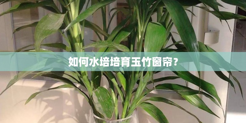 如何水培培育玉竹窗帘? 如何水培培育玉竹窗帘?