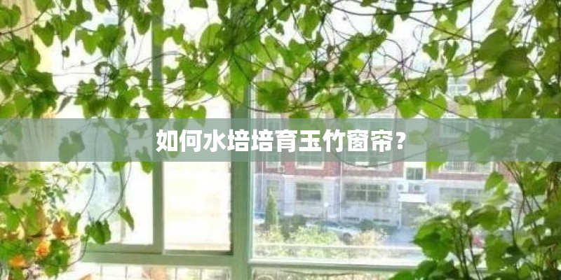 如何水培培育玉竹窗帘? 如何水培培育玉竹窗帘?