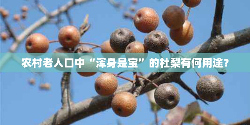 农村老人口中“浑身是宝”的杜梨有何用途? 农村老人口中“浑身是宝”的杜梨有何用途?