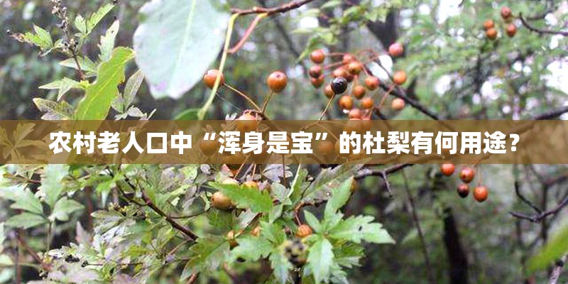 农村老人口中“浑身是宝”的杜梨有何用途? 农村老人口中“浑身是宝”的杜梨有何用途?