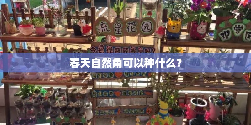 春天自然角可以种什么？