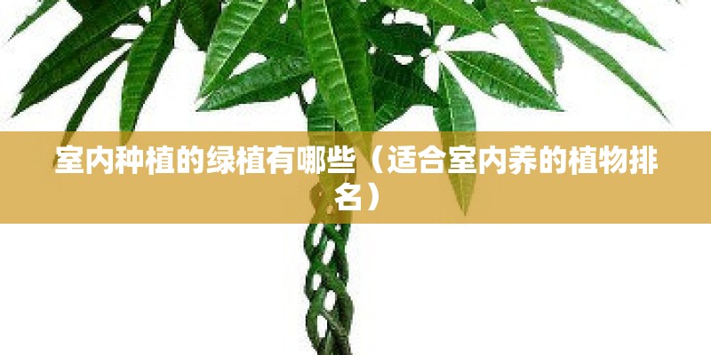 室内种植的绿植有哪些（适合室内养的植物排名）