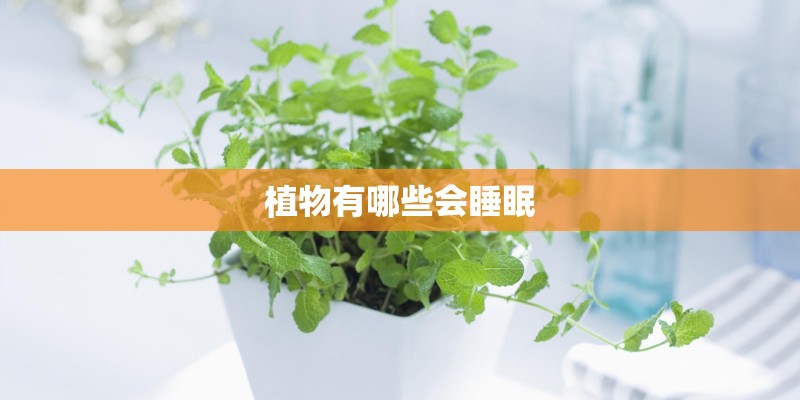 植物有哪些会睡眠