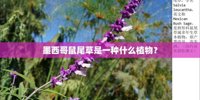 墨西哥鼠尾草是一种什么植物？