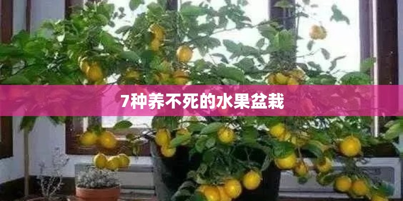 7种养不死的水果盆栽