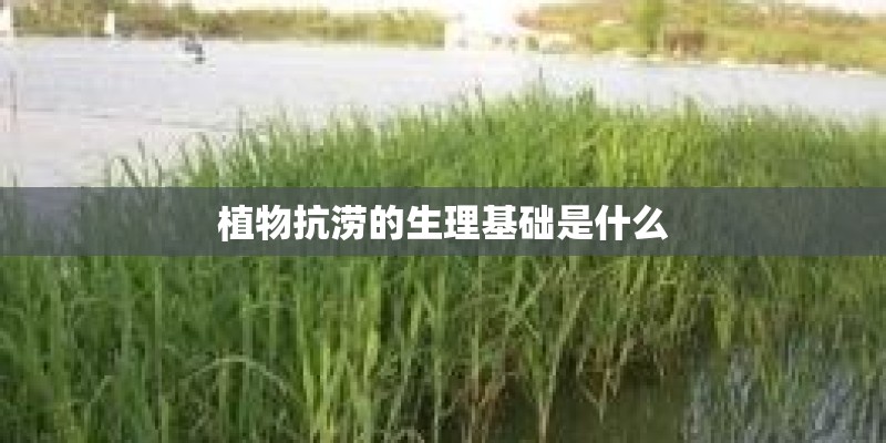 植物抗涝的生理基础是什么