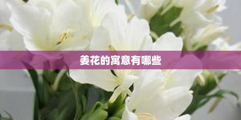 姜花的寓意有哪些