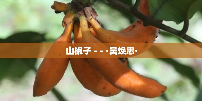 山椒子 - - ·吴焕忠·