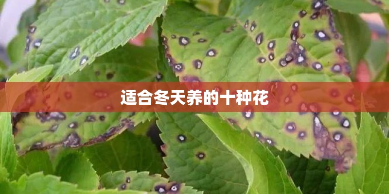 适合冬天养的十种花