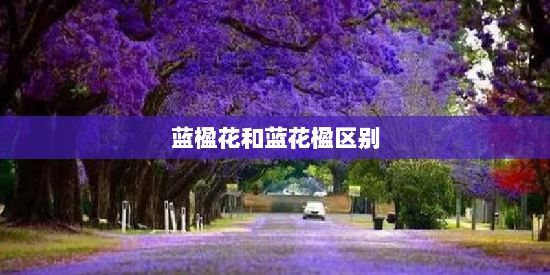 蓝楹花和蓝花楹区别