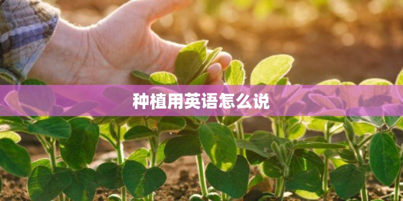 种植用英语怎么说
