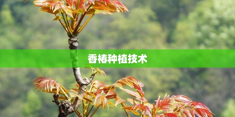 香椿种植技术