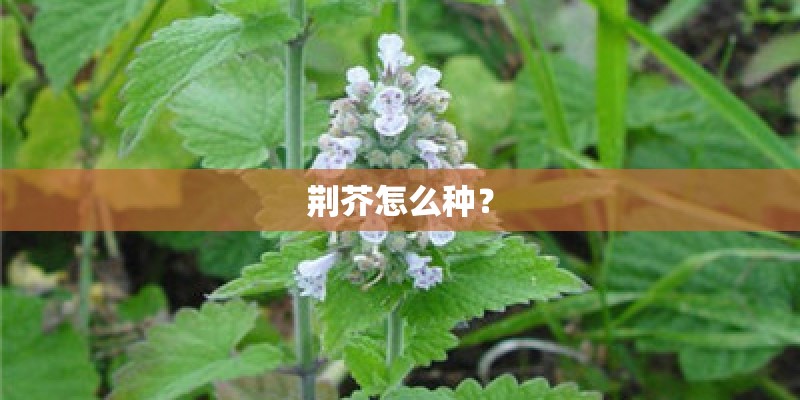 荆芥怎么种？