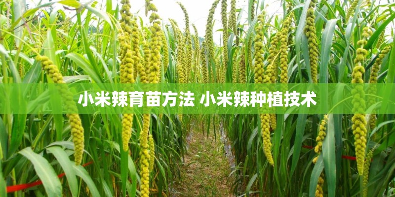 小米辣育苗方法 小米辣种植技术 小米辣育苗方法 小米辣种植技术