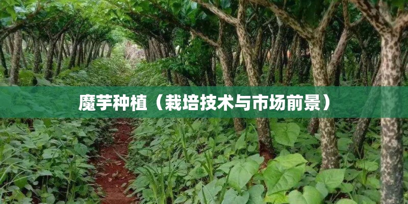 魔芋种植（栽培技术与市场前景）