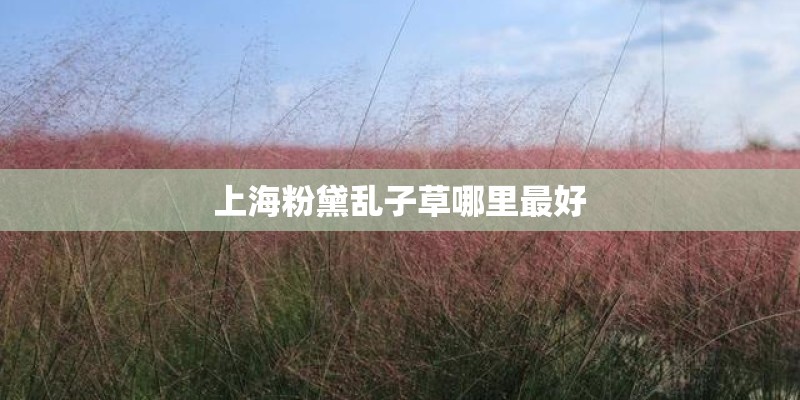 上海粉黛乱子草哪里最好
