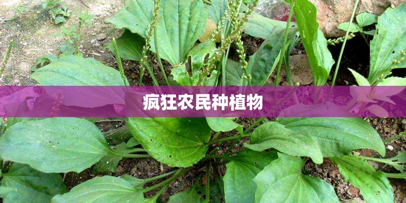 疯狂农民种植物