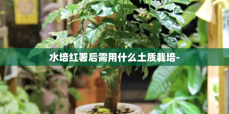 水培红署后需用什么土质栽培-