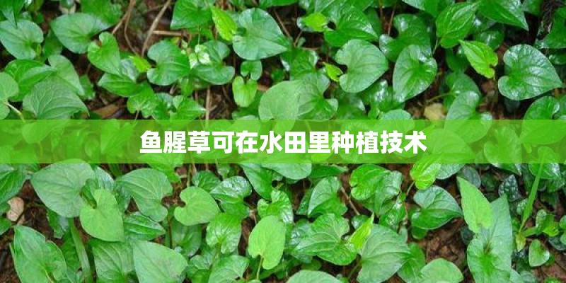 鱼腥草可在水田里种植技术