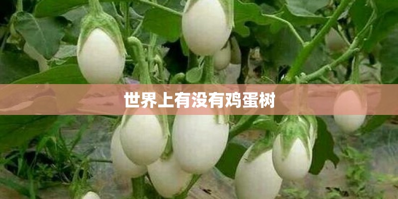 世界上有没有鸡蛋树