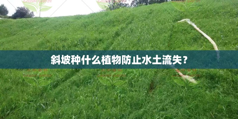 斜坡种什么植物防止水土流失？