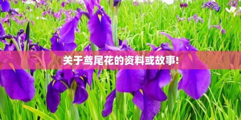 关于鸢尾花的资料或故事!