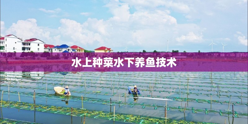 水上种菜水下养鱼技术