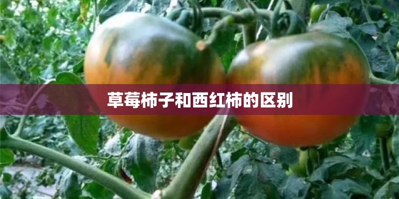 草莓柿子和西红柿的区别