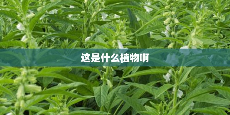 这是什么植物啊