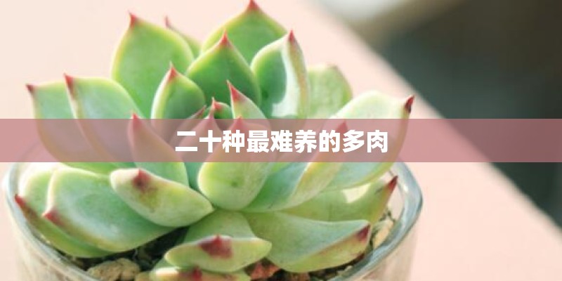 二十种最难养的多肉