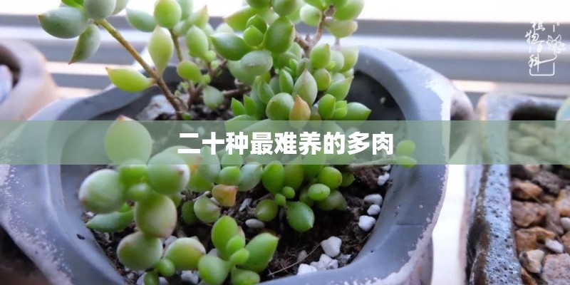 二十种最难养的多肉 二十种最难养的多肉