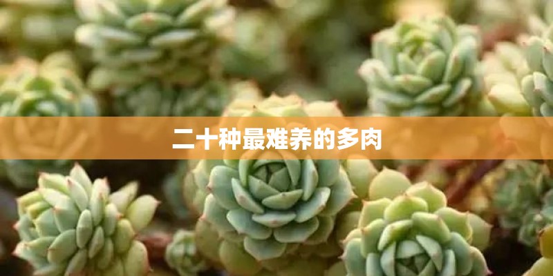 二十种最难养的多肉 二十种最难养的多肉