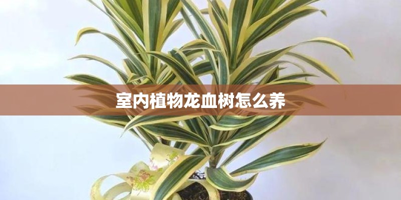 室内植物龙血树怎么养 室内植物龙血树怎么养