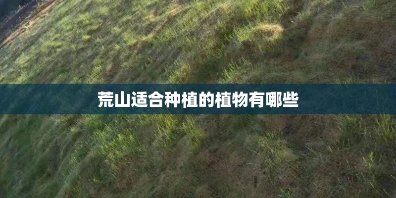 荒山适合种植的植物有哪些