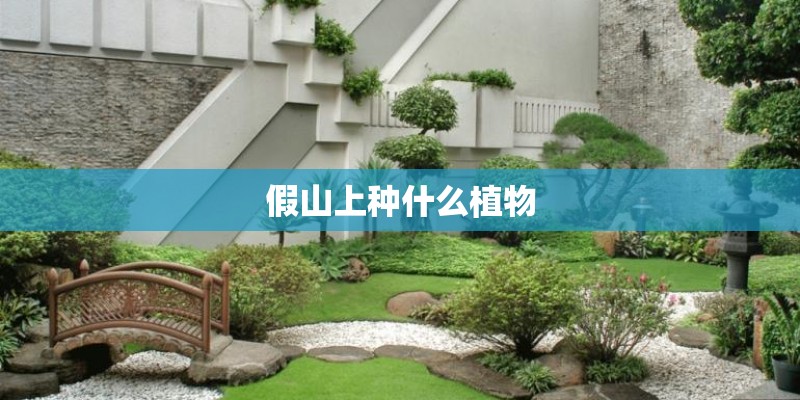 假山上种什么植物