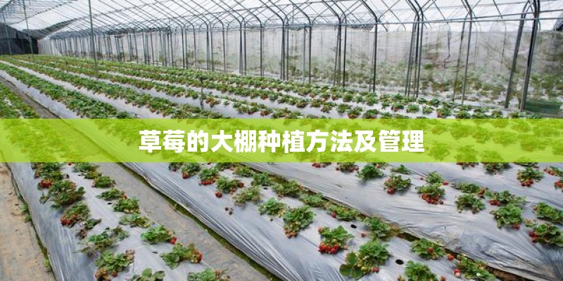 草莓的大棚种植方法及管理