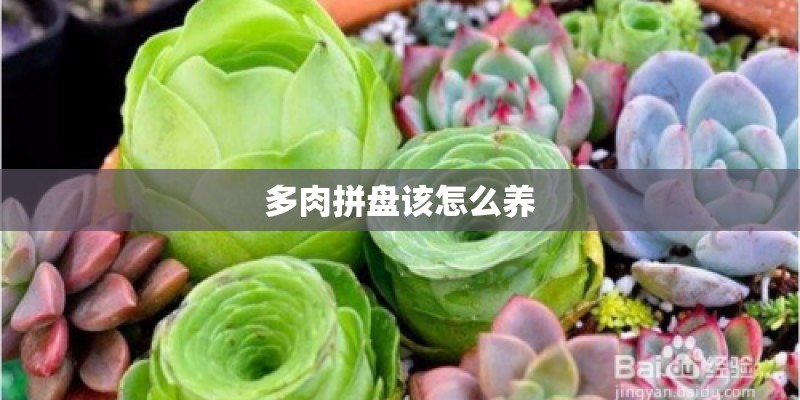 多肉拼盘该怎么养