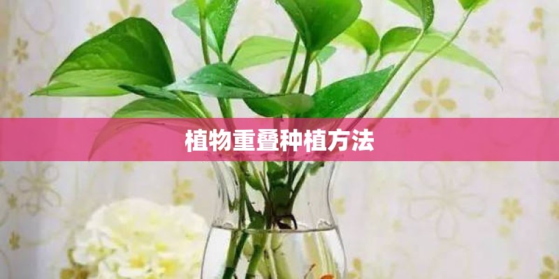 植物重叠种植方法