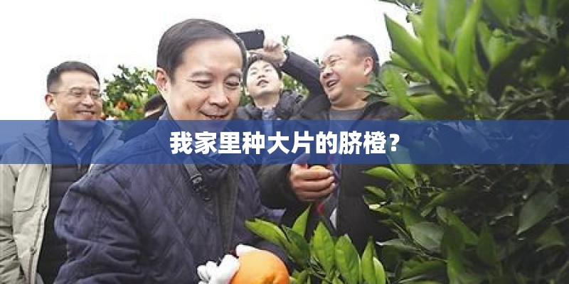 我家里种大片的脐橙？